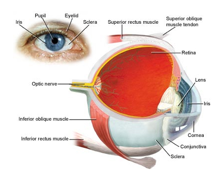 Understanding the Eye